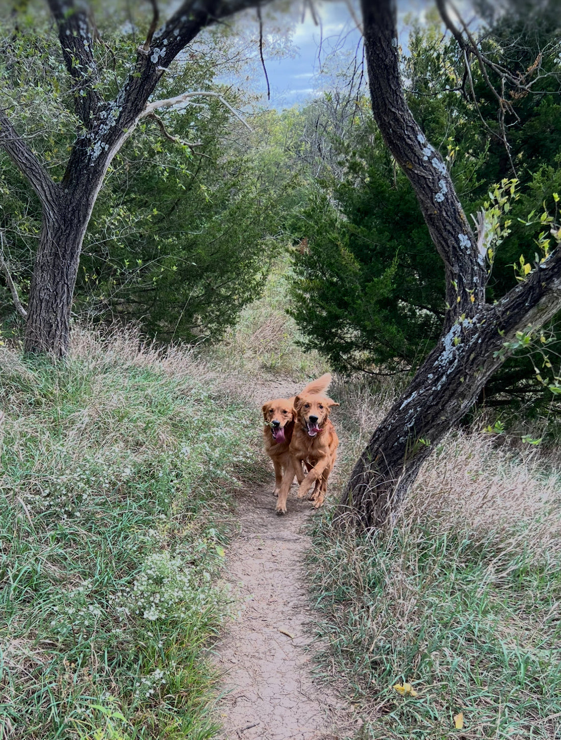 Top 6 Supplements for Active Dogs - Ranked by a Pharmacist