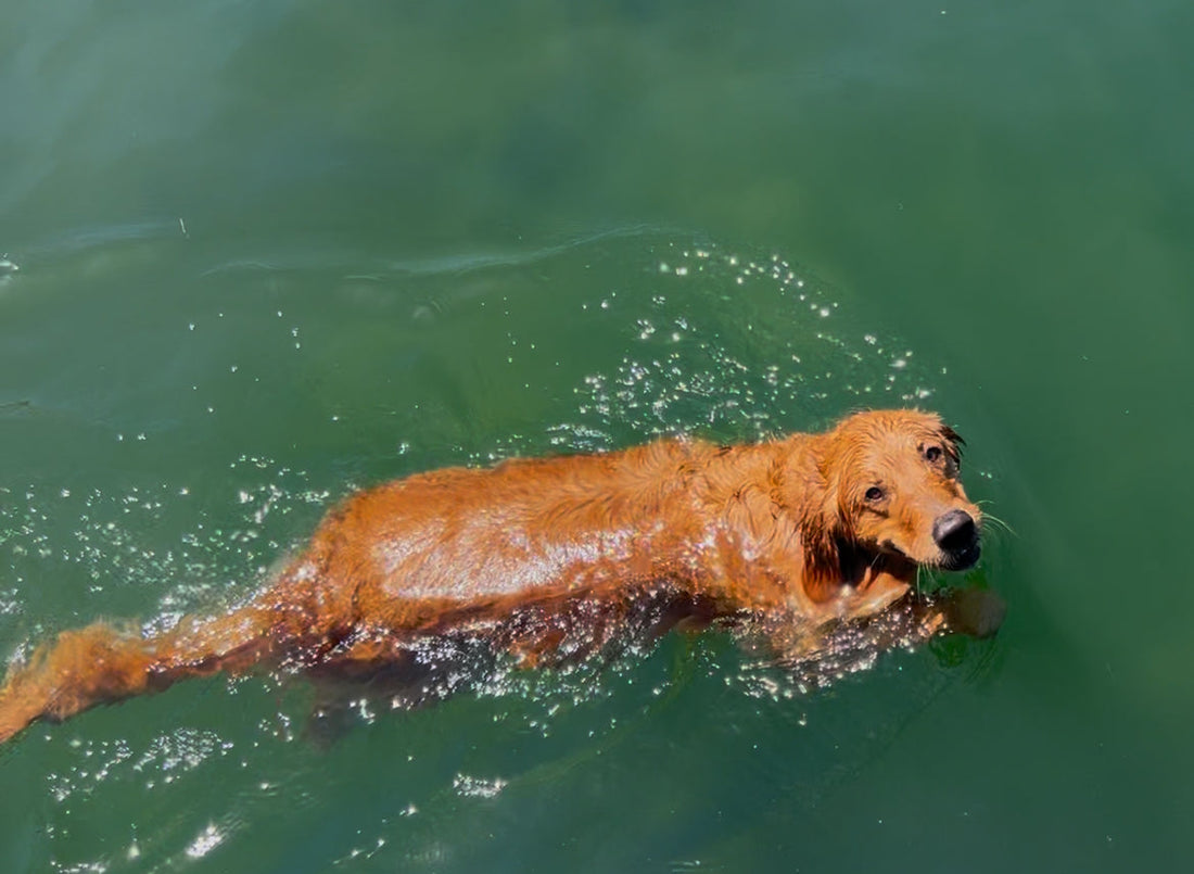 What Is HMB - And Why Should Your Dog Be Taking It?