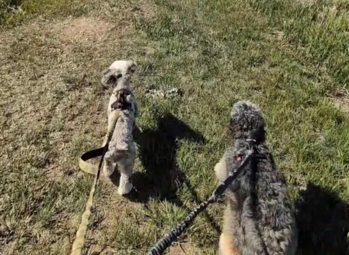 HMB For Dogs: Benefits, Research, and Applications