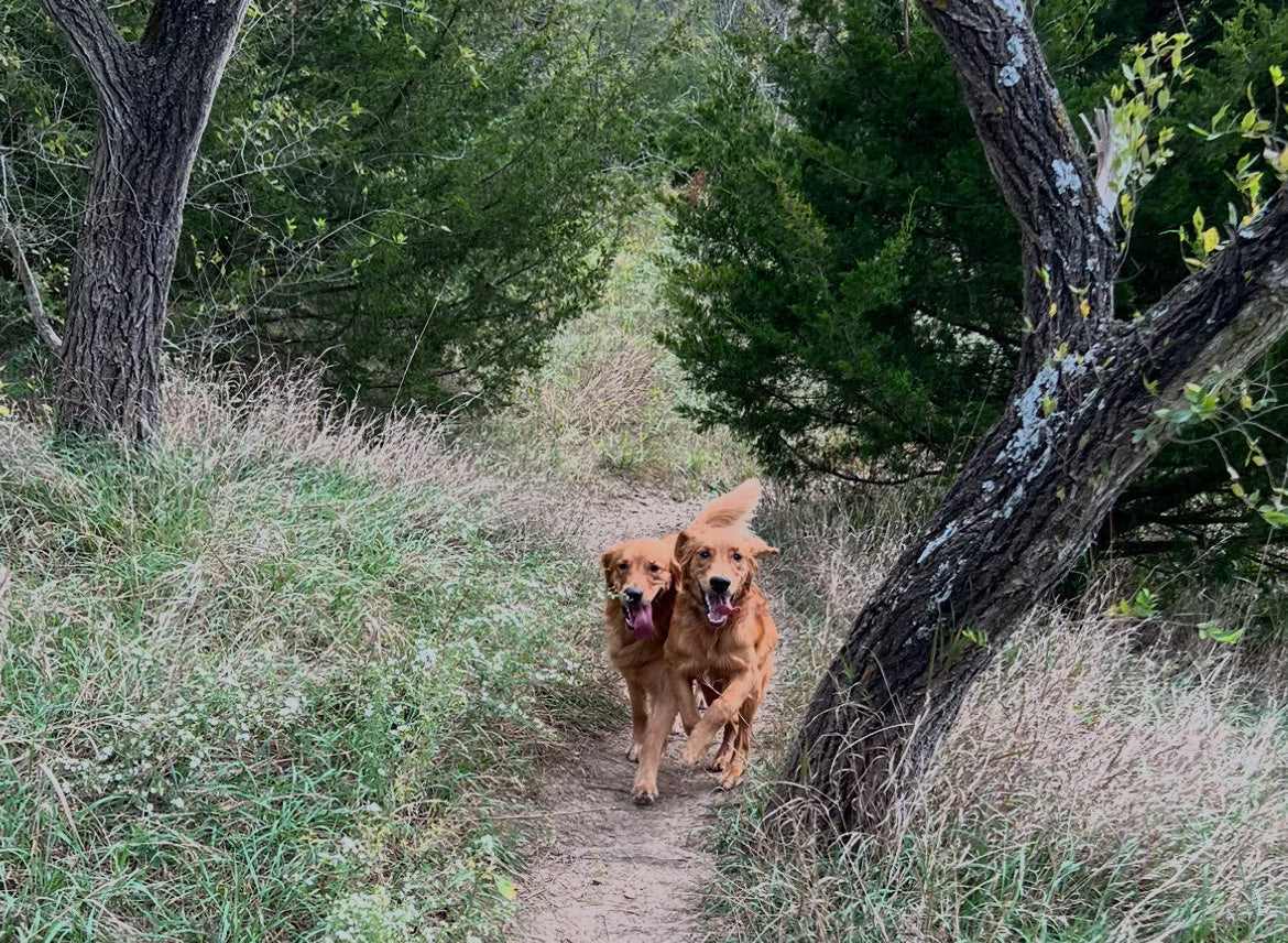 Top 6 Supplements for Active Dogs - Pharmacist Ranked
