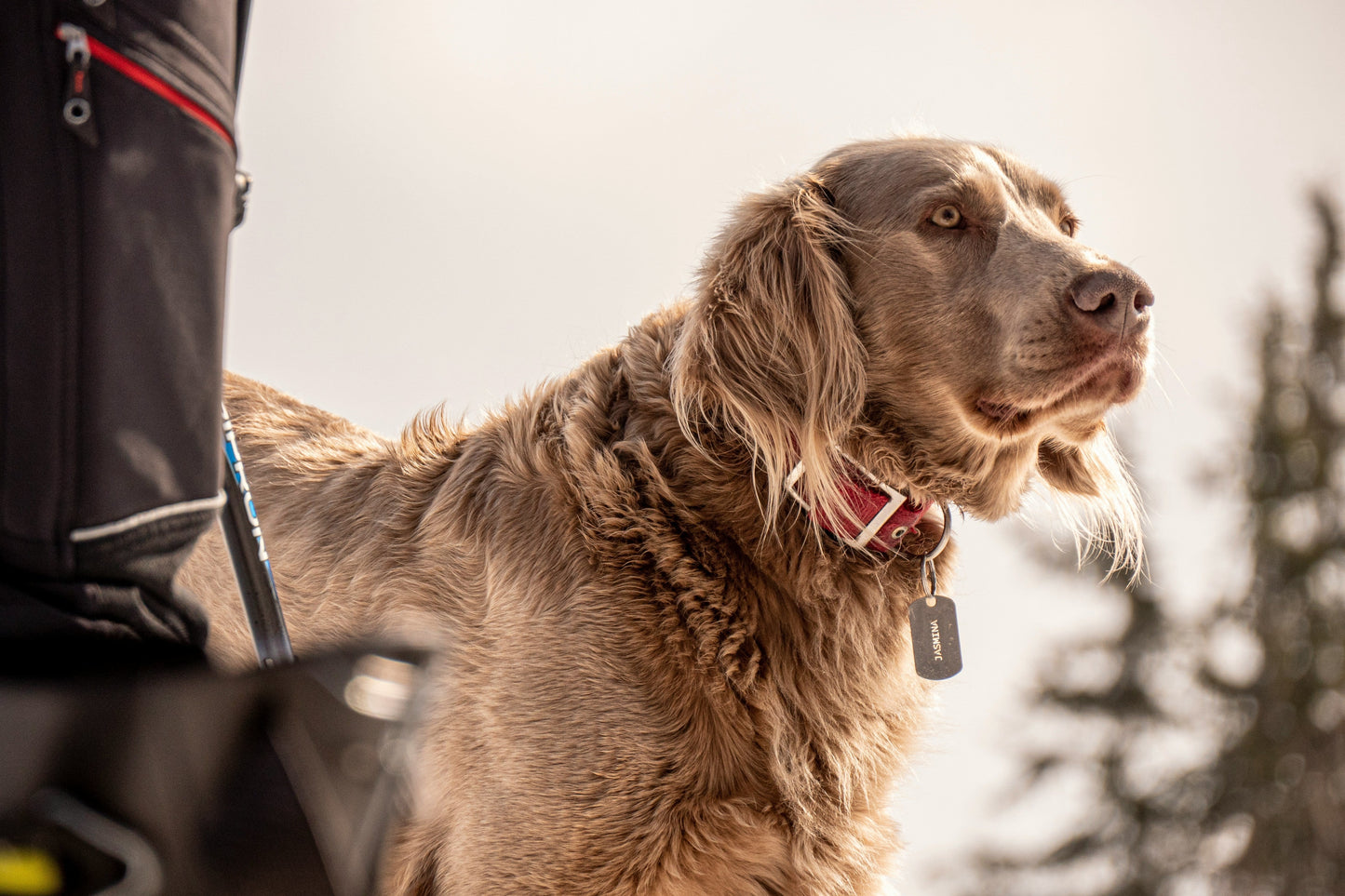 What’s Best for Your Dog’s Joints? Mighty Dog Performance Chews vs. Glucosamine and Chondroitin